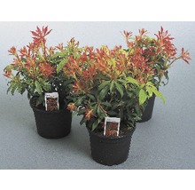 Tri rastliny Pieris japonica v kvetináčoch