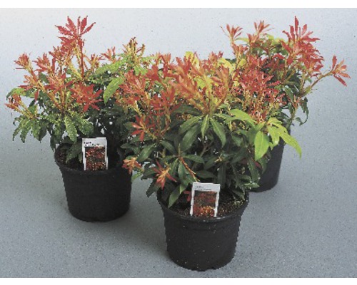 Tri rastliny Pieris japonica v kvetináčoch