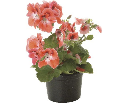 Pelargónia v čiernom kvetináči