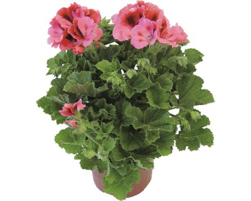 Pelargónia v kvetináči