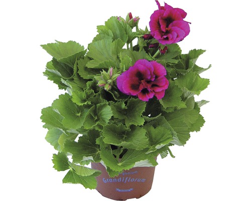 Muškát veľkokvetý v kvetináči