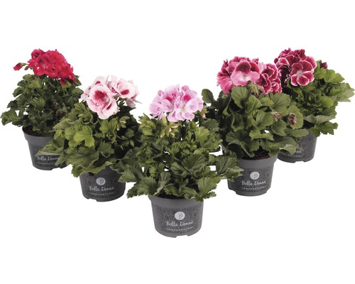 Pelargónia, anglický muškát Pelargonium grandiflora kvetináč Ø 12 cm