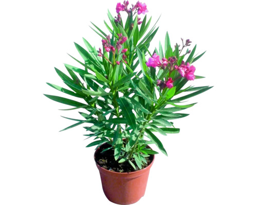 Olejander v kvetináči s ružovými kvetmi a zelenými listami