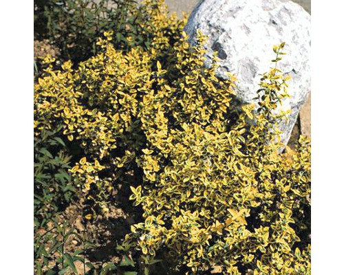 Žltý tymián plazivý vedľa kameňa v záhrade.