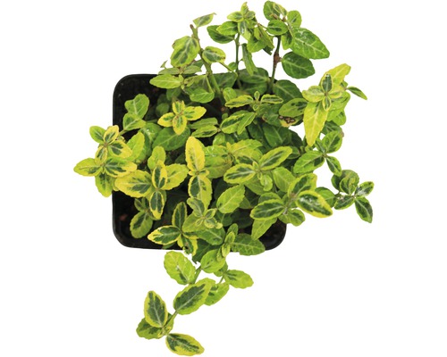 Bršlen v kvetináči so žltozelenými listami