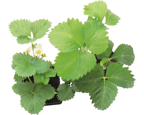 Sadenica jahôd so zelenými listami a malými kvetmi