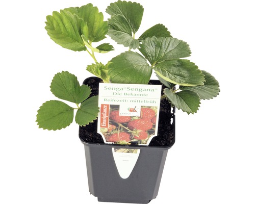Jahodník raz plodiaci FloraSelf Fragaria x ananassa „Senga® Sengana“ kvetináč Ø 9 cm Sadenica jahody Senga Sengana v kvetináči