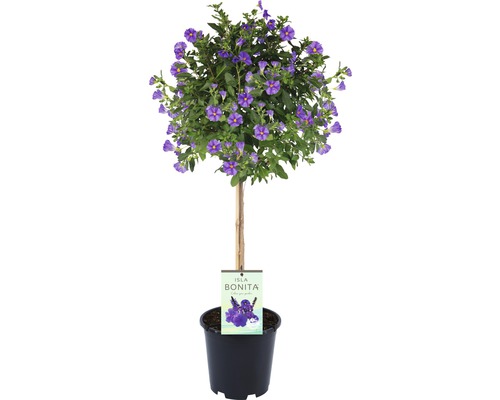 Enciánový stromček, ľuľok modrý na kmienku FloraSelf Solanum rantonettii kvetináč Ø 19 cm