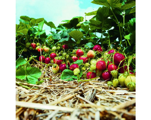 Jahoda so zrelými a nezrelými plodmi v záhrade