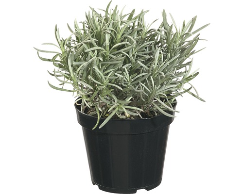 Levanduľa FloraSelf Lavandula angustifolia 10-20 cm kvetináč 1,2 l