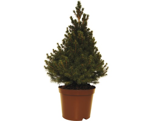 Smrek biely FloraSelf Picea glauca 'Conica' výška 40-50 cm mini vianočný stromček vhodný na výsadbu