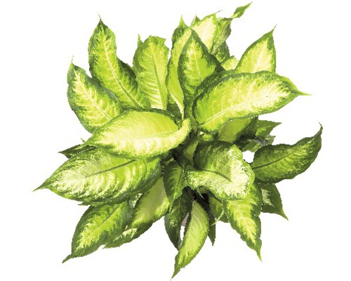 Izbová rastlina Dieffenbachia so zelenými listami