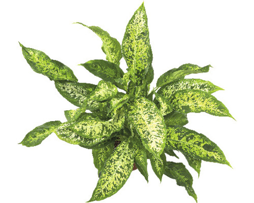 Izbová rastlina Dieffenbachia so zelenými vzorovanými listami