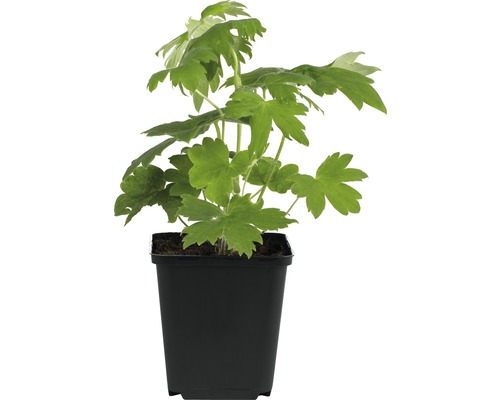 Stračonôžka FloraSelf Delphinium x cultorum Pacific hybrid 10-80 cm kvetináč 3 l modrá