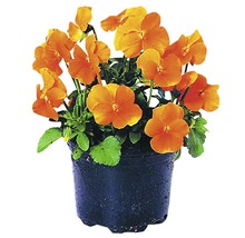 Oranžová fialka v kvetináči