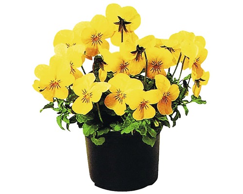 Žlté sirôtky v kvetináči
