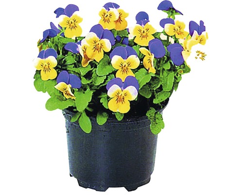 Kvetináč s modrými a žltými sirôtkami