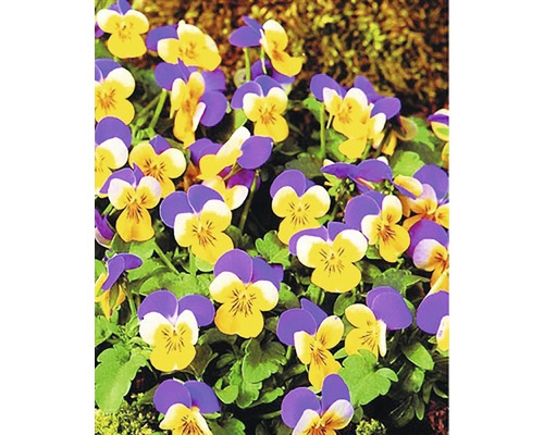 Detailný záber žlto-fialových sirôtok v záhrade