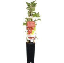 Ríbezle červené FloraSelf Ribes rubrum 'Jonkheer van Tetsu' 40-60 cm kvetináč 3 l-thumb-1