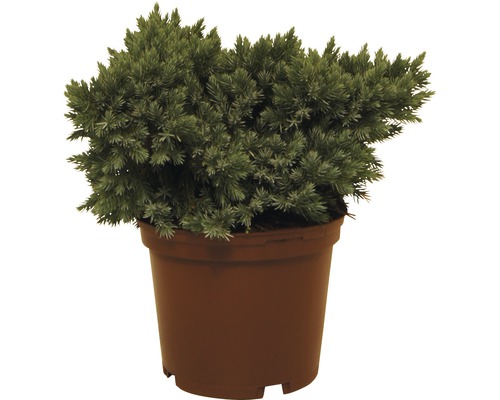 Jalovec šupinatý FloraSelf Juniperus squamata „Blue Star“ 20-25 cm kvetináč 3 l Rastlina borievky v kvetináči