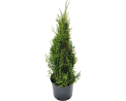 Tuja v kvetináči