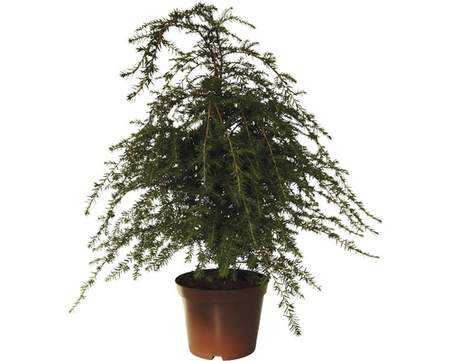 Jedľovec kanadský FloraSelf Tsuga canadensis výška 40-60 cm kvetináč 5 l