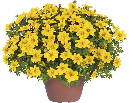 Dvojzub zlatý FloraSelf Bidens aurea kvetináč Ø 10,5 cm