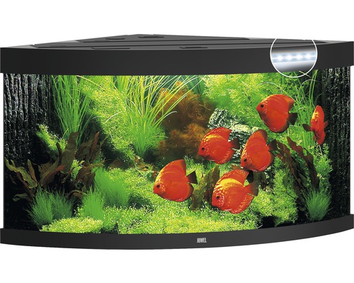 Rohové akvárium s rybami a rastlinami