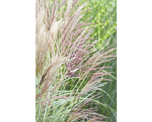 Ozdobnica čínska FloraSelf Miscanthus sinensis 'Kleine Silberspinne' 20-100 cm kvetináč 5 l