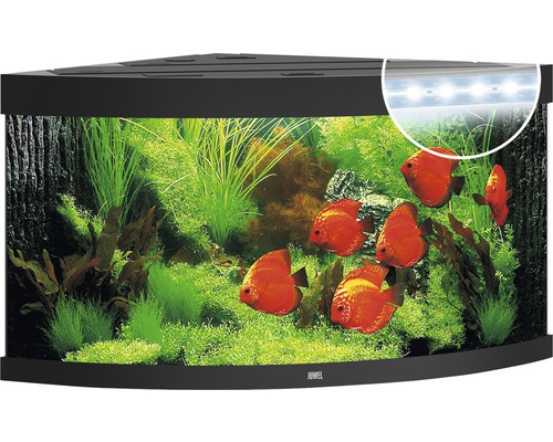 Rohové akvárium s rastlinami a rybami