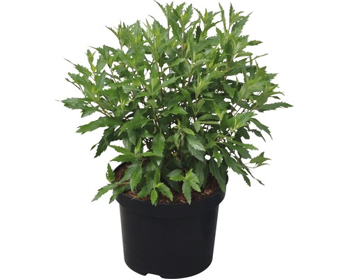 Bradavec Caryopteris clandonensis 'First Choice' V 40-60 cm kvetináč 4,5 l