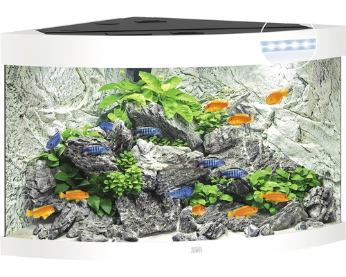 Rohové akvárium s rybami, rastlinami a kameňmi ako dekorácia