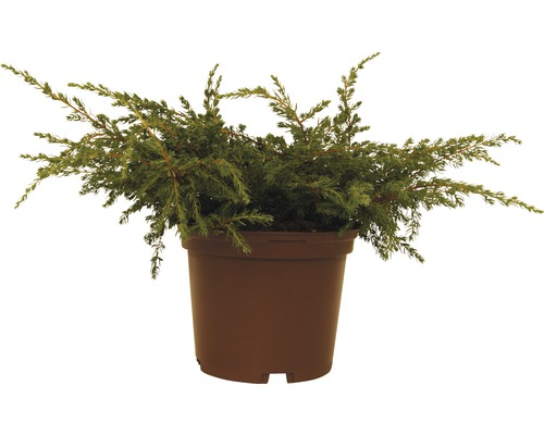 Borievka obyčajná FloraSelf Juniperus communis 'Repanda' 20-30 cm kvetináč 2 l