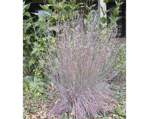 Okrasná tráva modrá FloraSelf Schizachyrium (Andropogon) scoparium 'Blue Heaven' 20-30 cm kvetináč 3 l