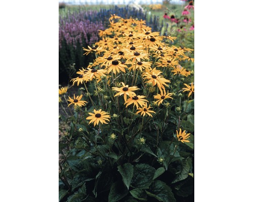 Rudbekia žiarivá FloraSelf Rudbeckia fulgida 'Goldsturm' kvetináč 3 l