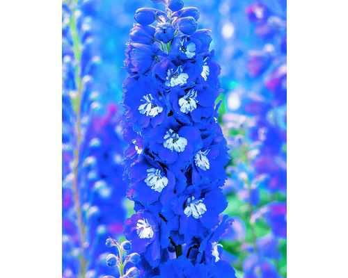 Ostrožka s modrými kvetmi