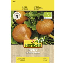 FloraSelf Tekvica Cucurbita maxima Semená