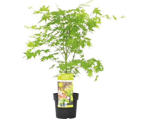 Javor dlanitolistý FloraSelf Acer Palmatum 'Going Green' kvetináč Ø 19 cm