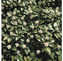 Detailný pohľad na Pachysandra terminalis, pôdopokryvnú rastlinu so zelenými listami a bielymi kvetmi