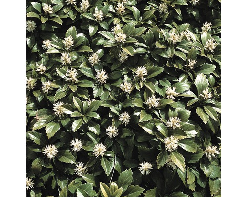 Detailný pohľad na Pachysandra terminalis, pôdopokryvnú rastlinu so zelenými listami a bielymi kvetmi