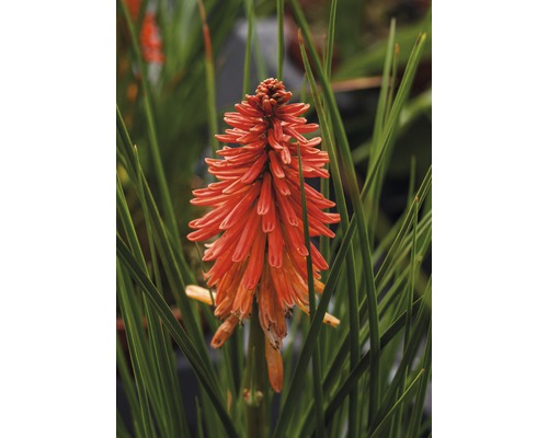 Detail rastliny Kniphofia.
