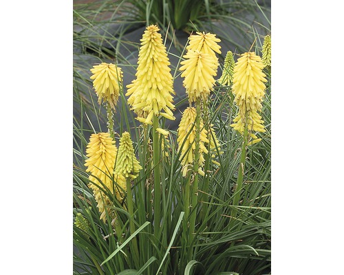 Rastlina Kniphofia so žltými kvetenstvami v záhrade