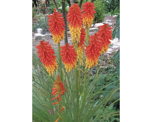 Fakľovka FloraSelf Kniphofia uvaria 10-30 cm kvetináč 0,5 l