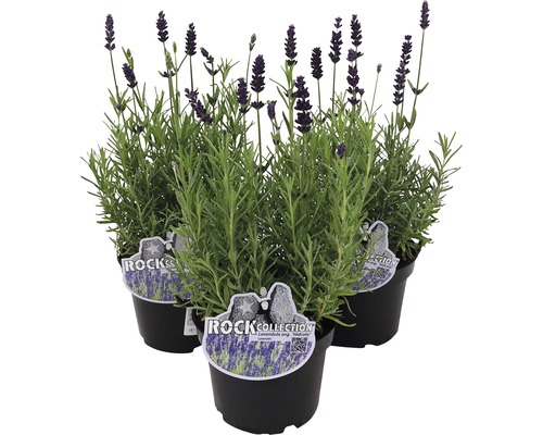 Levanduľa FloraSelf Lavandula angustifólia 'Spring Line' 15-20 cm kvetináč Ø 13 cm 1 ks