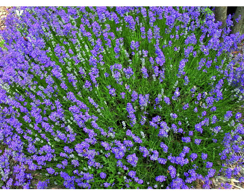 Kvitnúci krík levandule v záhrade