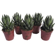 Päť sukulentov Haworthia zebra v kvetináčoch