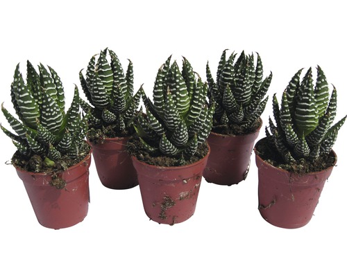 Päť sukulentov Haworthia zebra v kvetináčoch