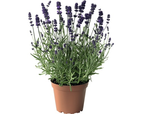 Levanduľa FloraSelf Lavandula angustifolia kvetináč 3 l