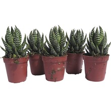 Päť sukulentov Haworthia zebra v kvetináčoch