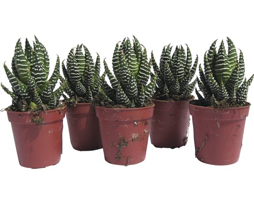 Päť sukulentov Haworthia zebra v kvetináčoch